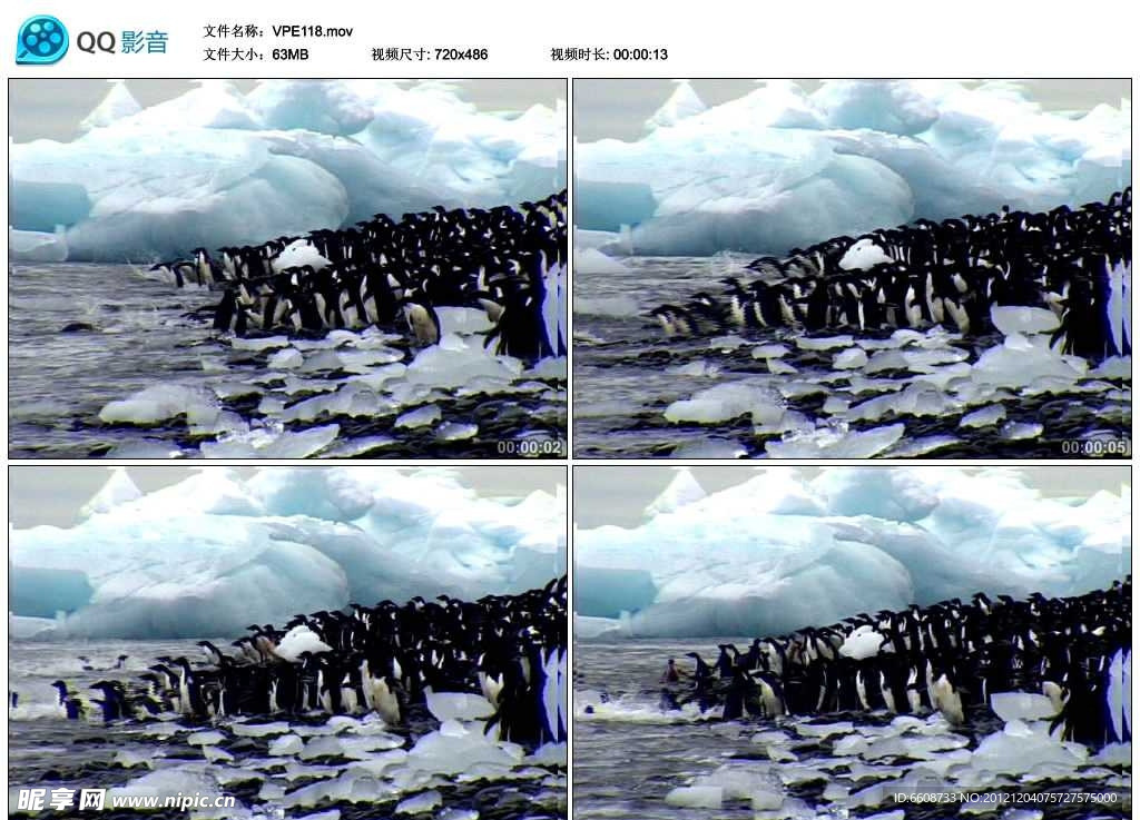 南极企鹅动物视频实拍素材