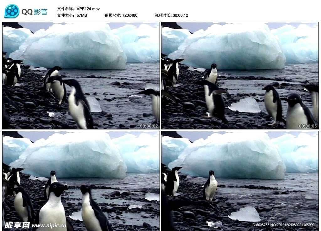 冰川企鹅视频实拍素材
