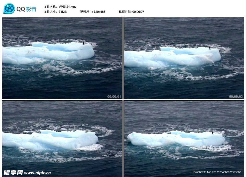 浮冰上的企鹅视频实拍素材