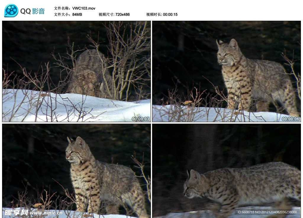 寒冬雪地中的小野猫