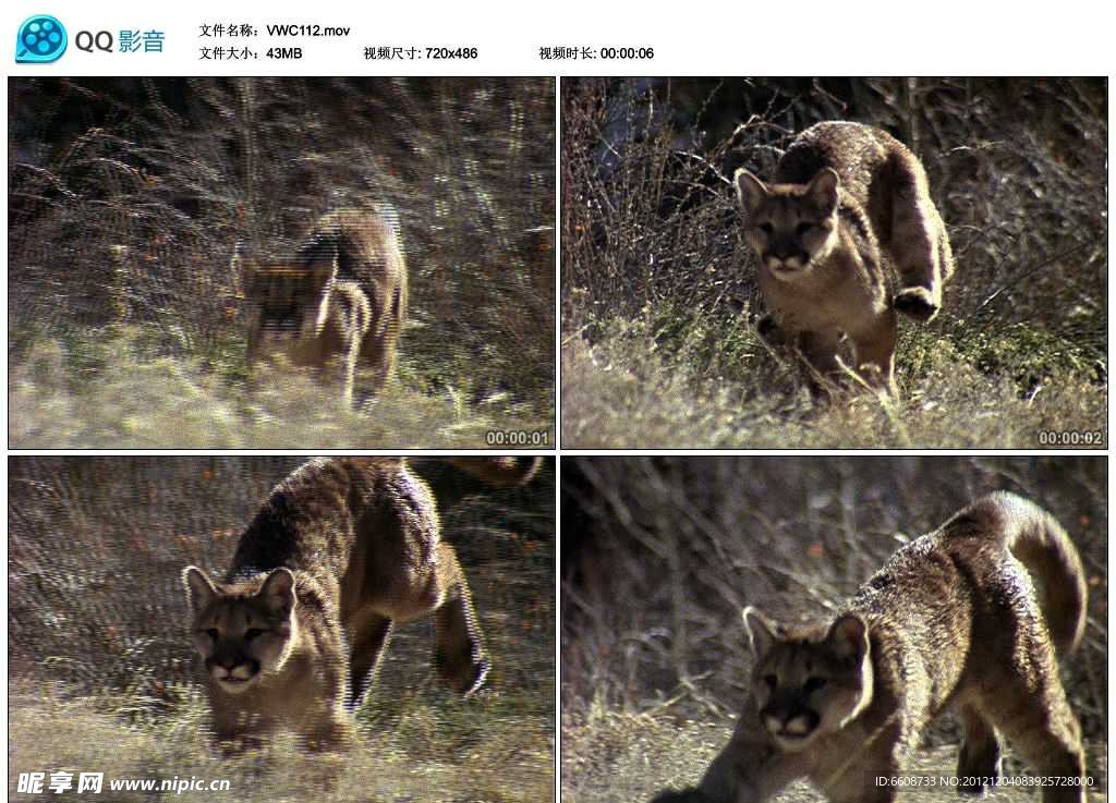 猎豹幼崽视频实拍素材