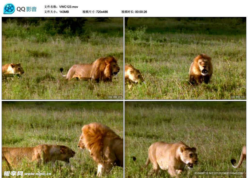 非洲草原狮子视频实拍素材