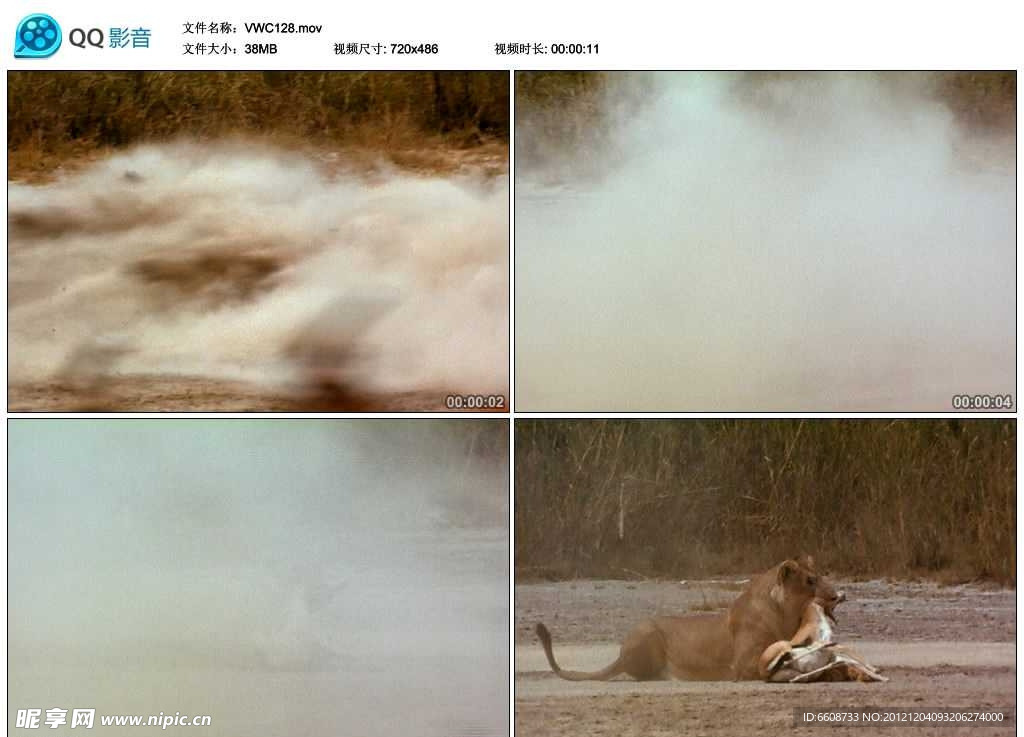 狮子捕食视频实拍素材
