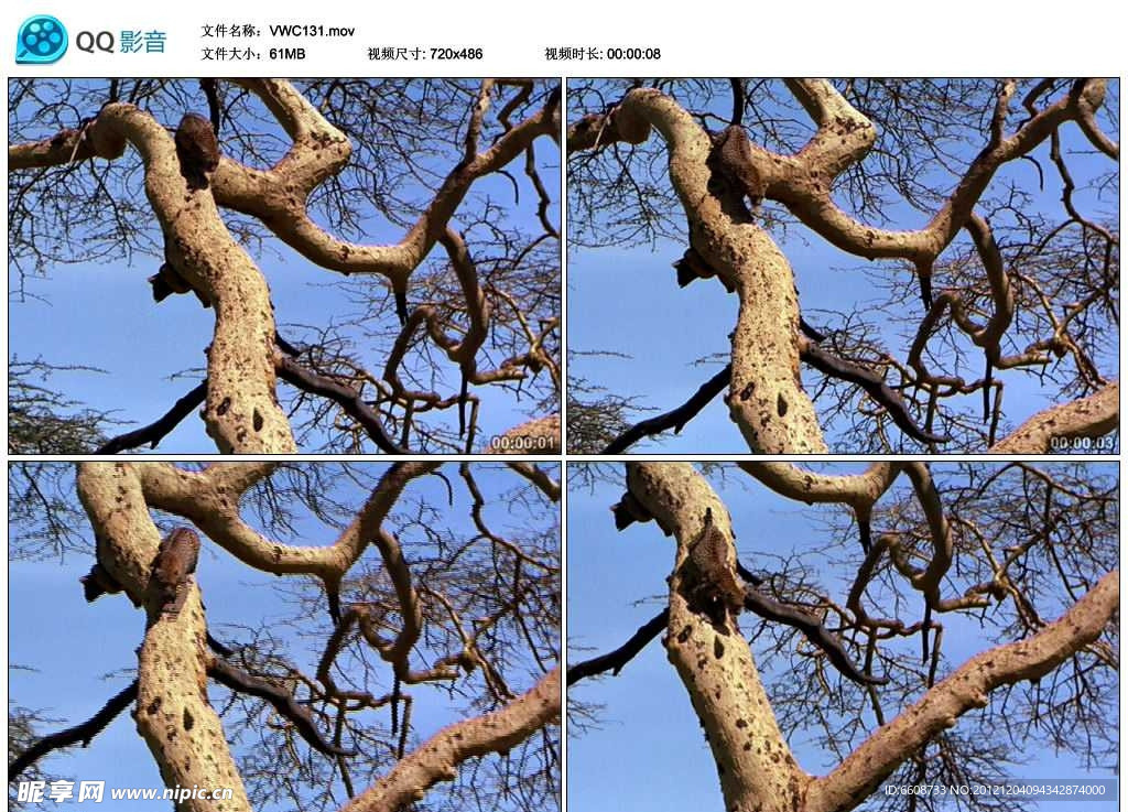 树上的小野猫视频实拍素材