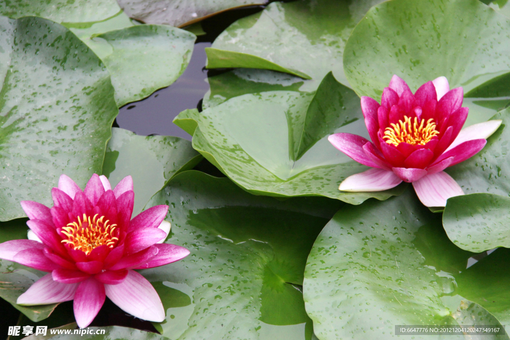 莲花