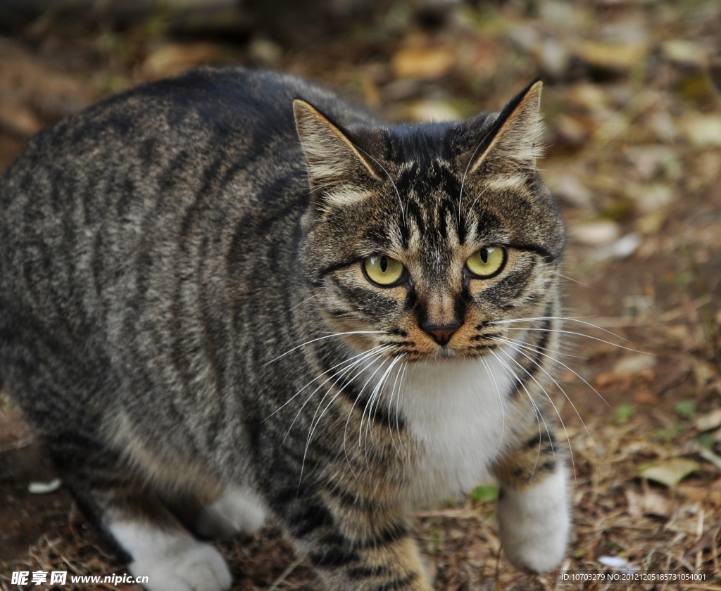 大花野猫