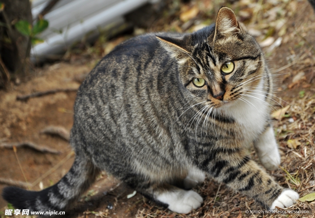 花野猫