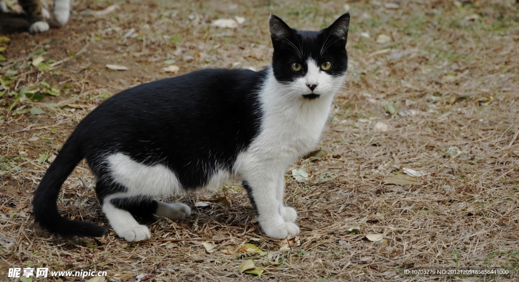 黑白色野猫