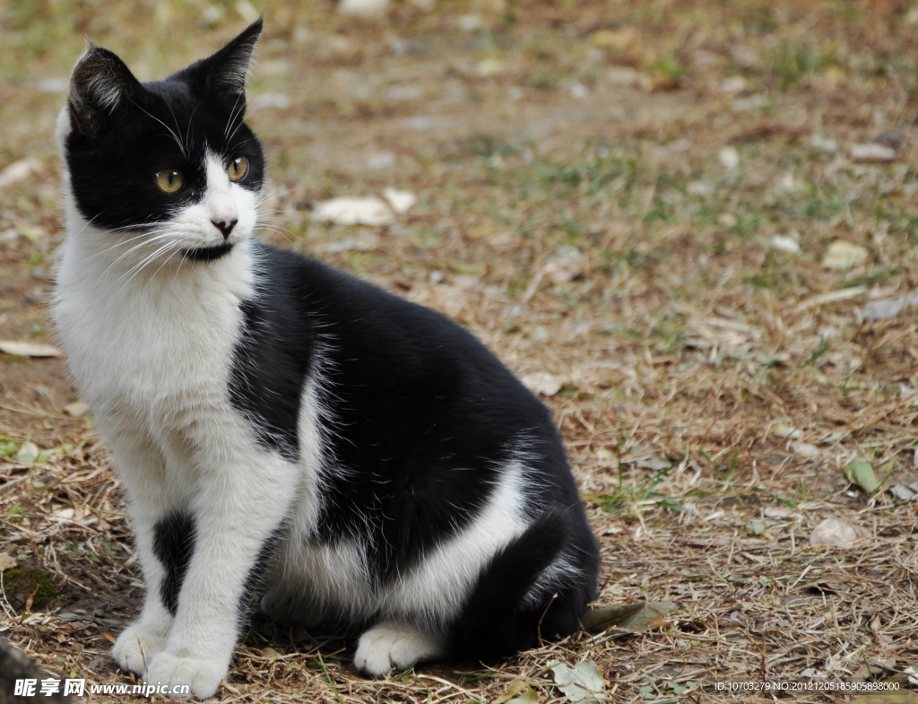 黑白色野猫
