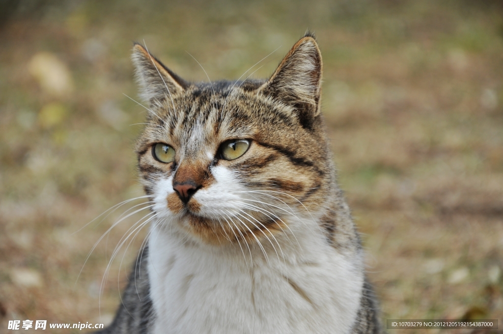 花野猫