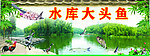 水库大头鱼