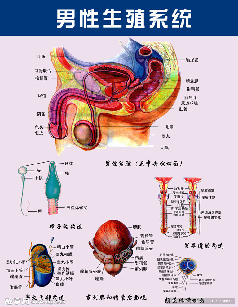 男性生殖系统