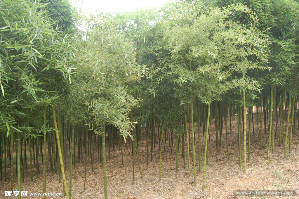 翠绿 竹林