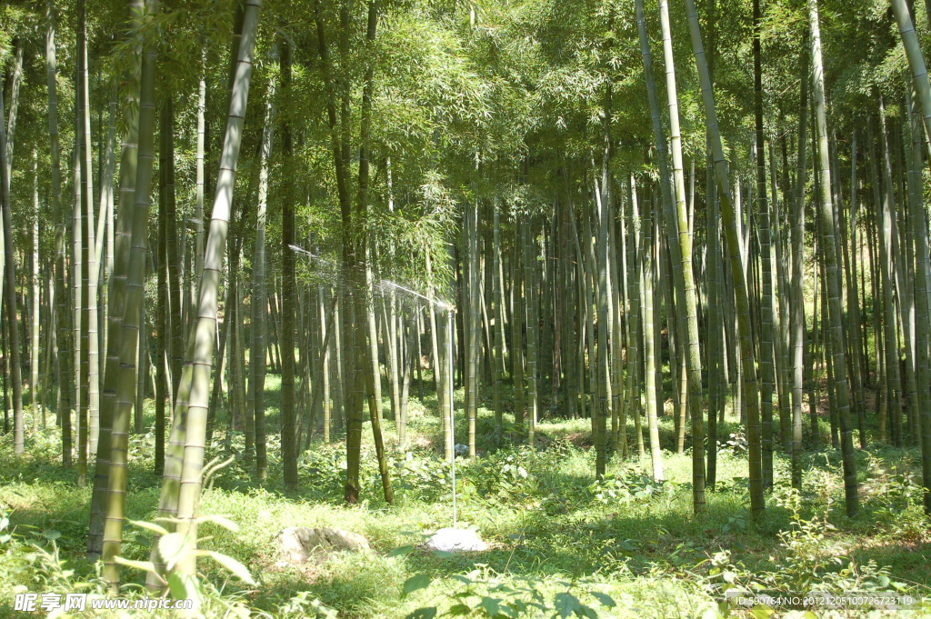 竹林