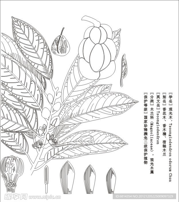 观光木标本白描