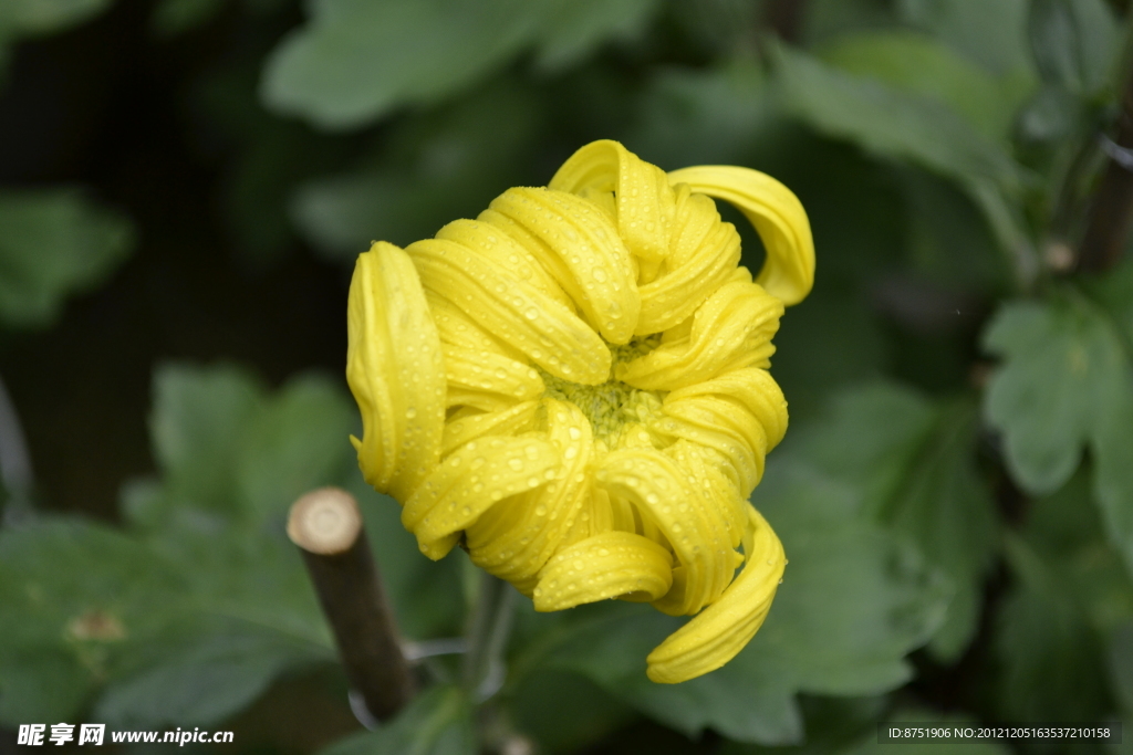 小菊花