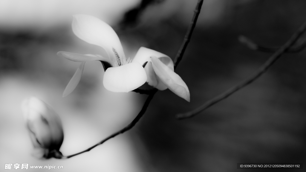玉兰花
