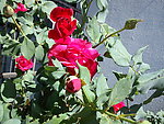 月季花