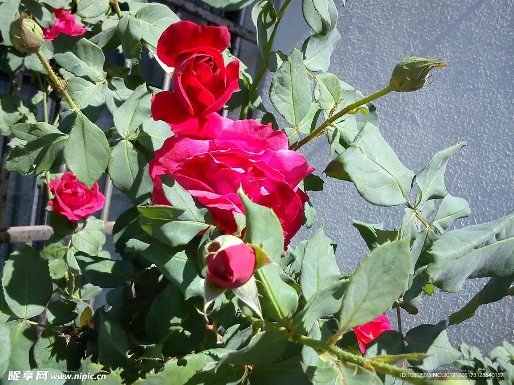 月季花