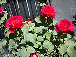 月季花