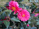 山茶花