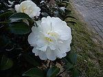 山茶花