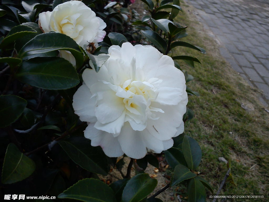 山茶花