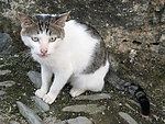 小猫咪