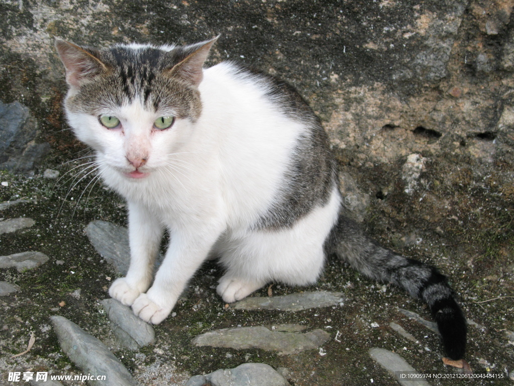 小猫咪