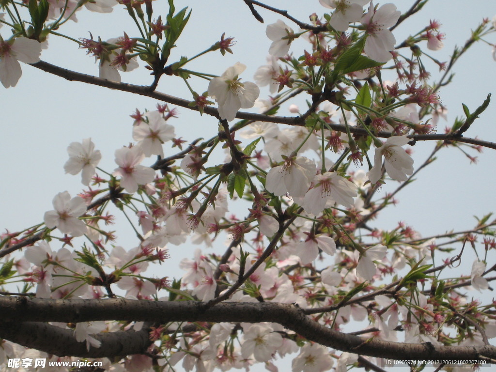 樱花