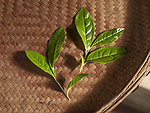 茶及茶叶制作工艺