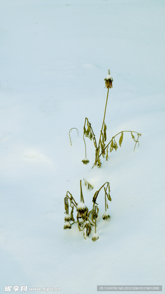 雪后