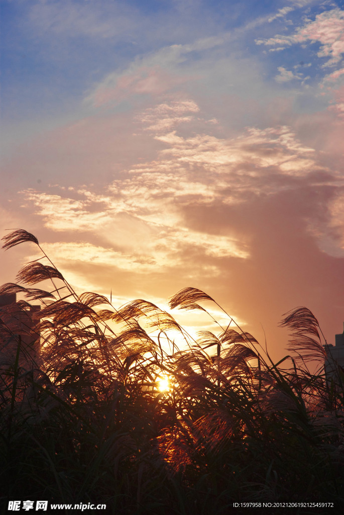 夕阳下的芦苇