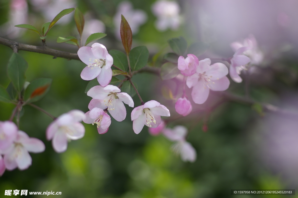 樱花