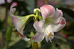 百合花