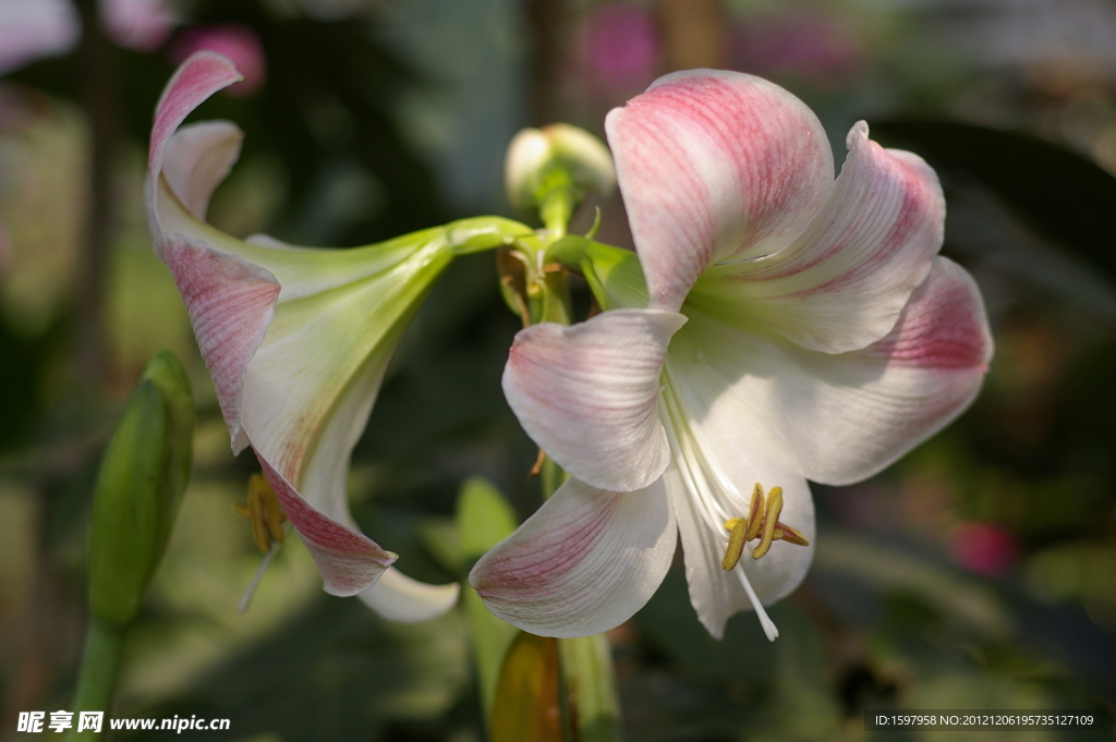 百合花