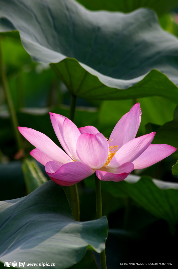 荷花