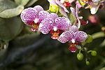 蝴蝶花