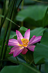 出水芙蓉