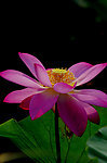 出水芙蓉