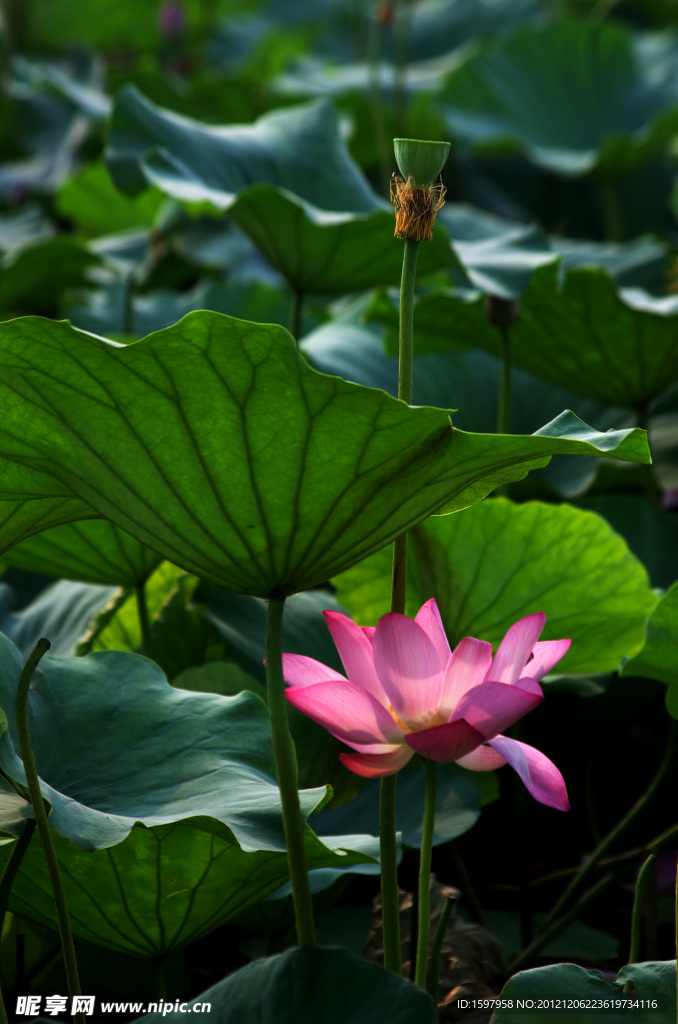 荷花