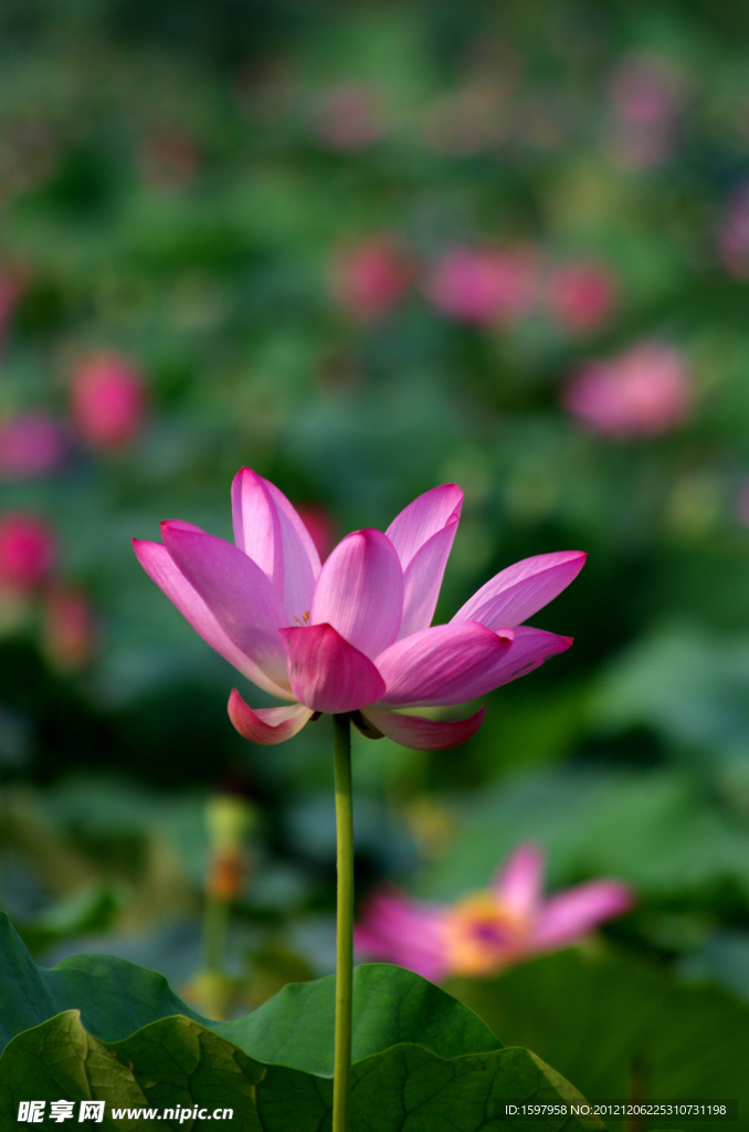 荷花