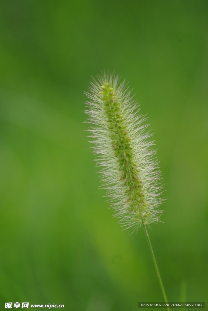 茅草