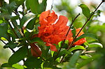 石榴花