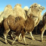 沙漠骆驼群摄影图