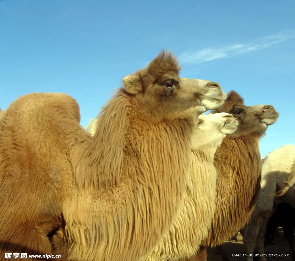 骆驼群摄影图