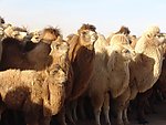 沙漠骆驼摄影图