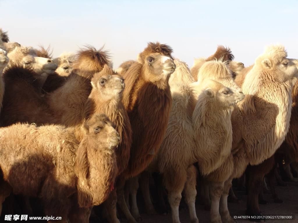 沙漠骆驼摄影图