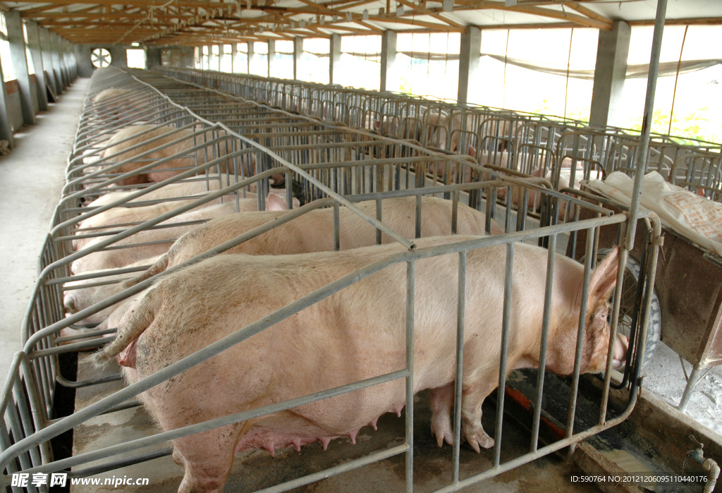 猪圈养殖的场景