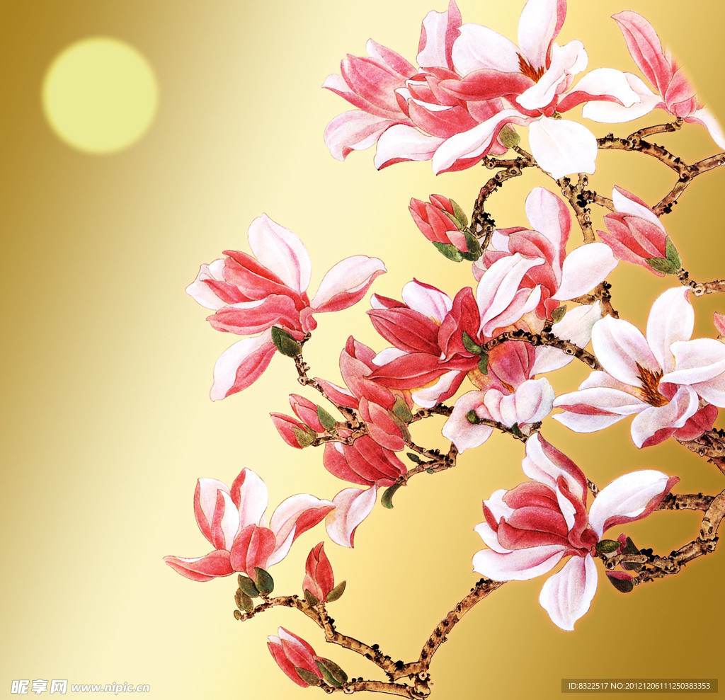玉兰花